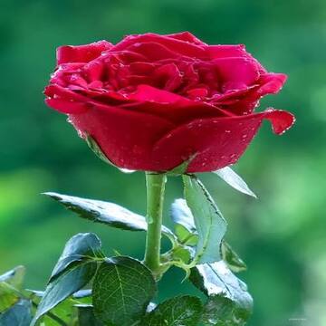 Roses House
