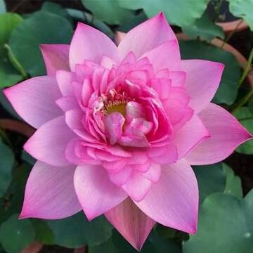 Lotus House