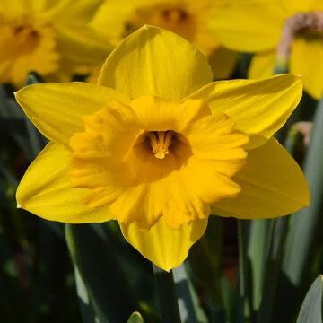 Daffodils House